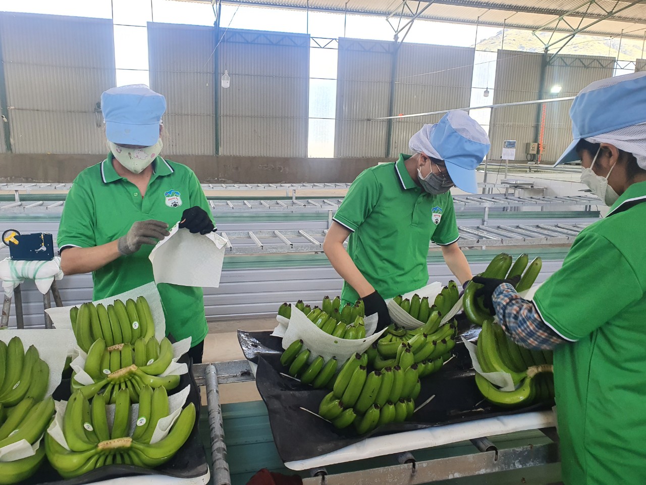 Vietnam’s banana exports to China shoot up